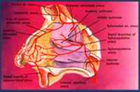 Epistaxis Artery